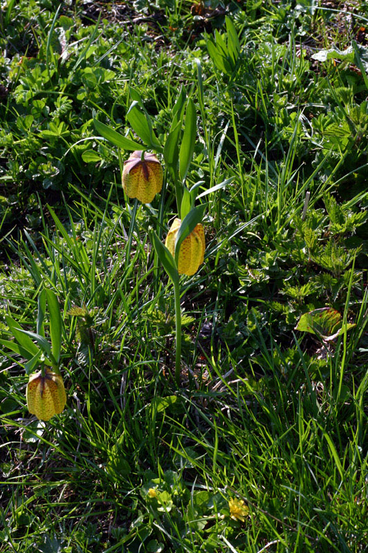 Fritillaria tubaeformis subsp. moggridgei / Meleagride alpino